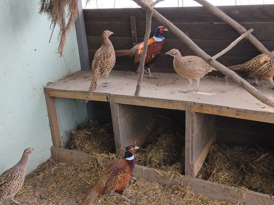 Інкубаційні яйця мисливський фазан