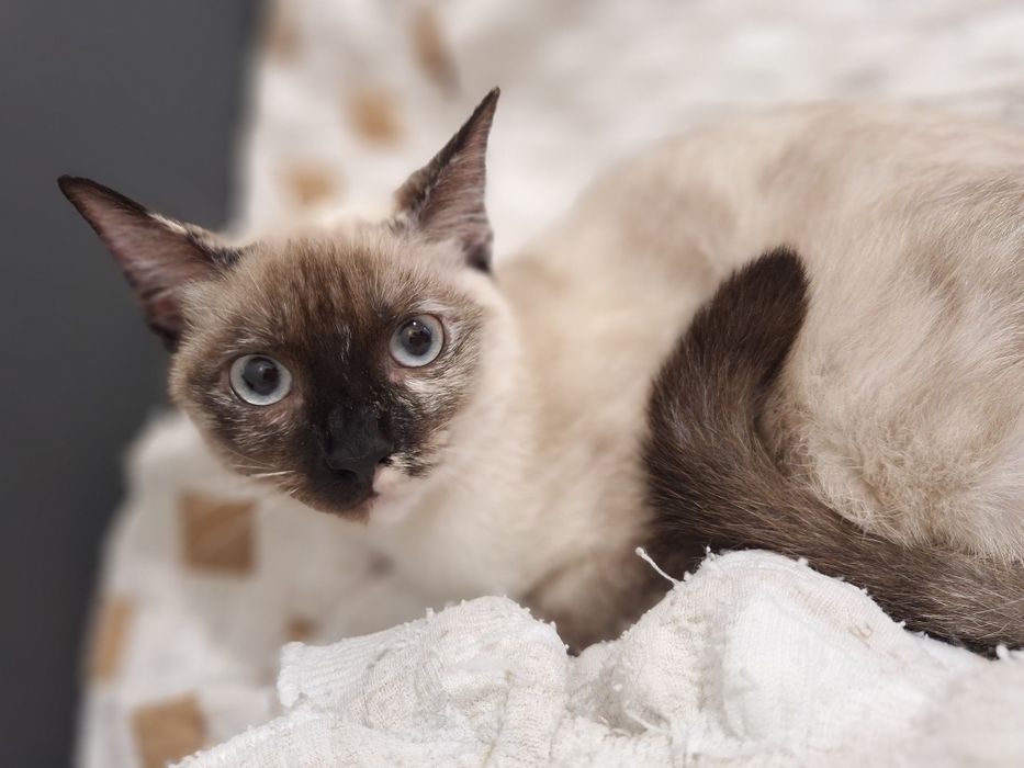 Coralina, para adoção