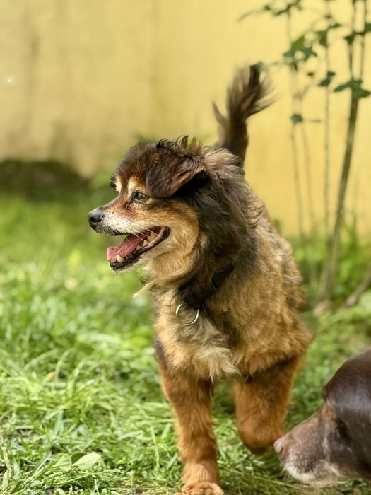 Cãozinho para adoção responsável