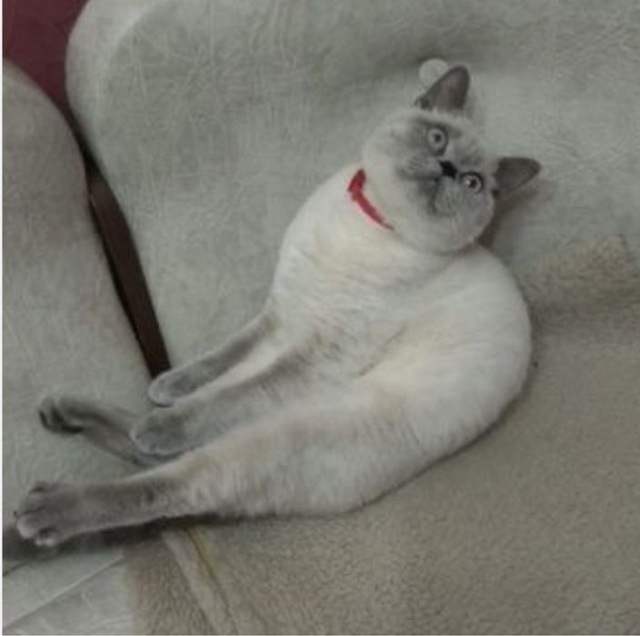 В‘язка шотландського котика !