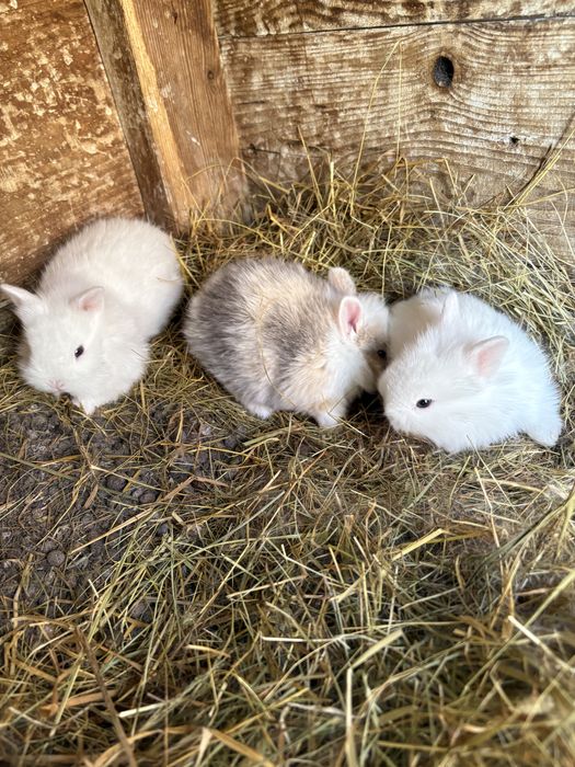 Sprzedam 4 króliki miniaturki