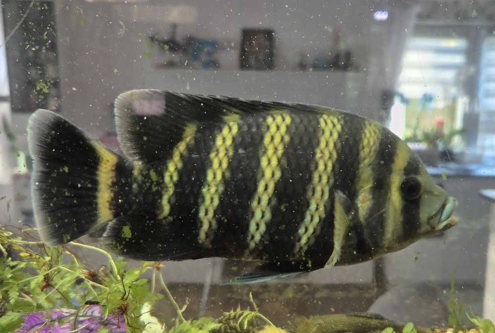 Tilapia Zebra Heterotilapia
