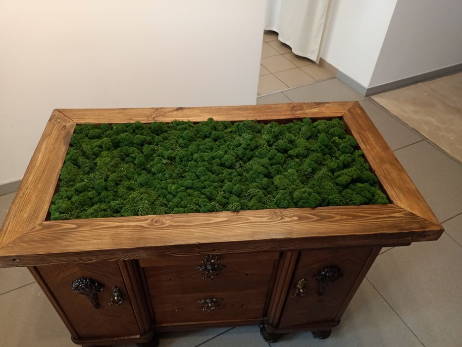 Chrobotek w drewnianej ramie