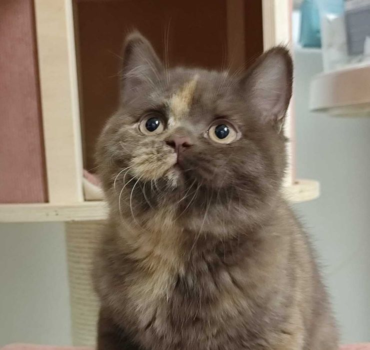 Gatinha chocolate tortie com LOP