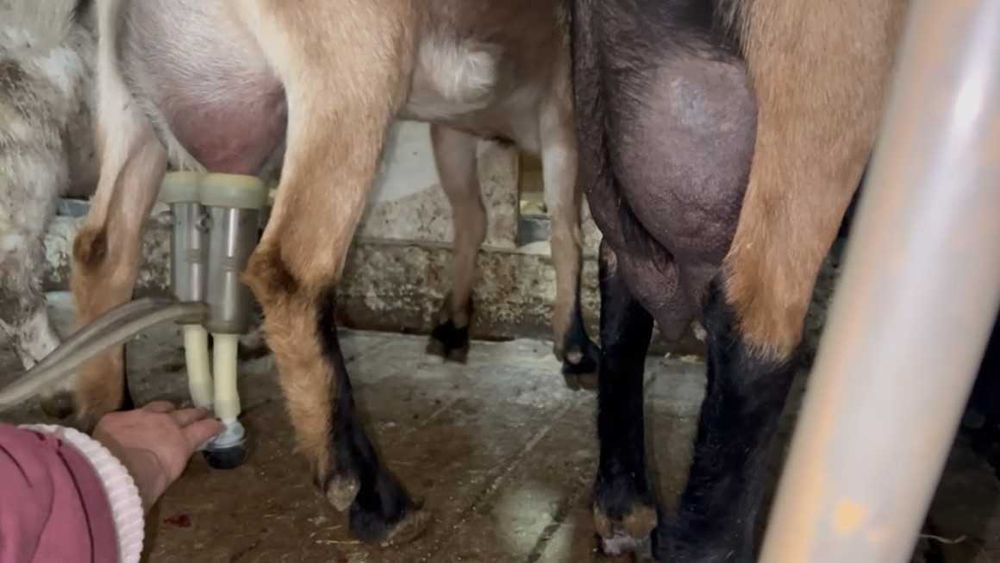 Козы  высокоудойные