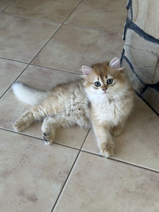 Золота шиншила