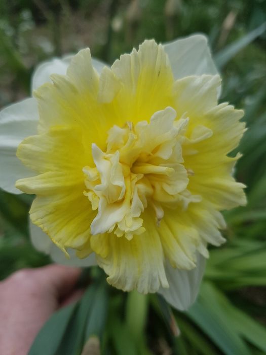 Нарциси сортові.