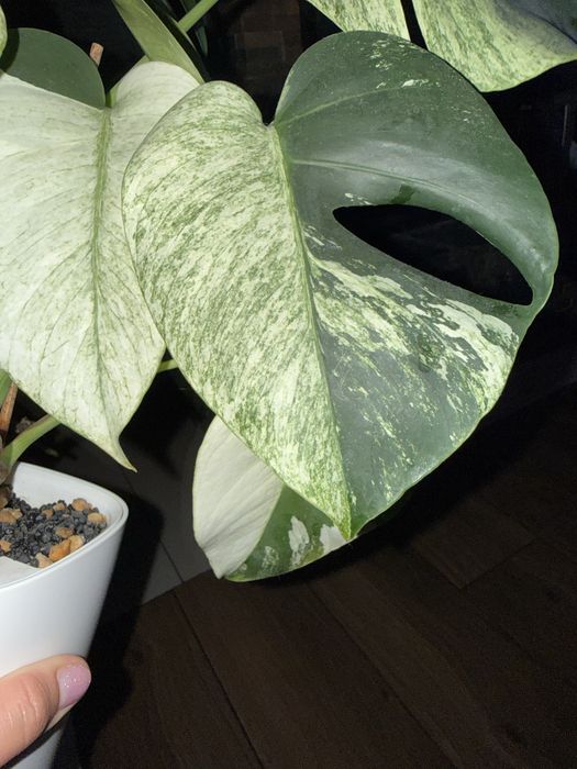 Monstera Jungle mint