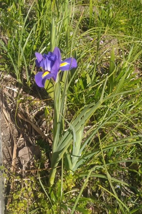 Bolbos de iris holandesa