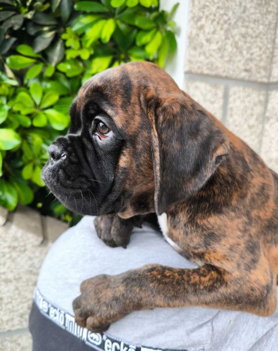 Disponível Macho Boxer