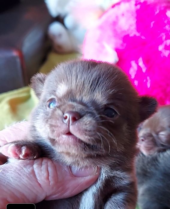 Chihuahua  Com  Lop ( Pedigree )