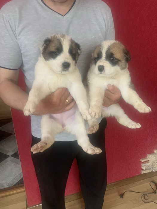 Продам цуценят Алабая