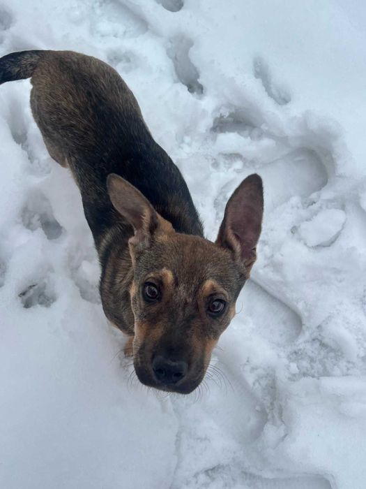 Собака в добрі руки