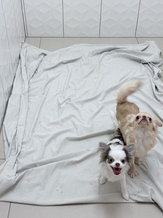 Dziewczynka chihuahua FCi