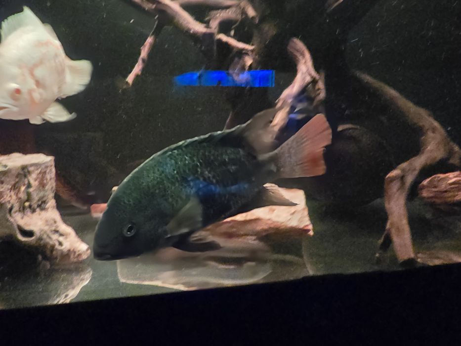 Pielęgnica Macalicauda - Czarnopręga