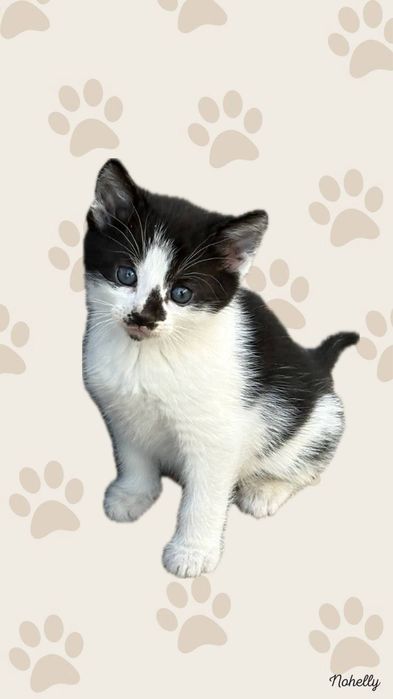 Kotki za darmo do adopcji