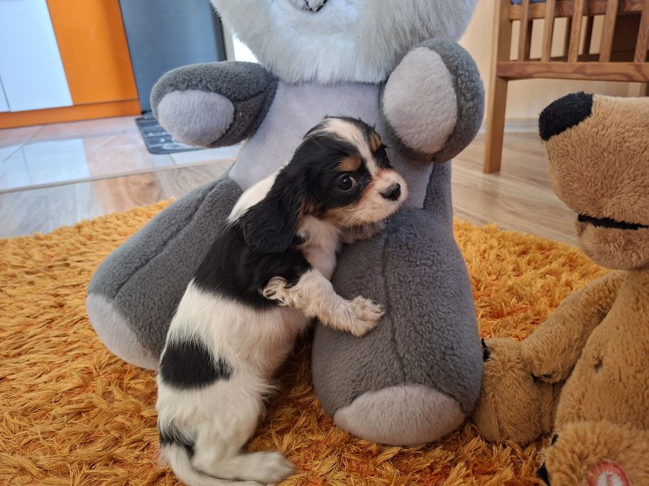 Cavalier King Charles Spaniel suczka