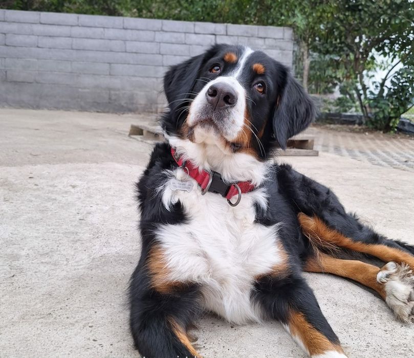 Mloda suczka szuka domu