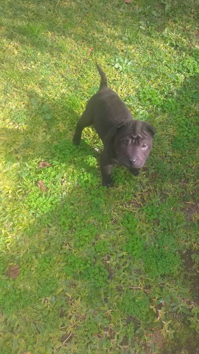 Shar pei fêmea linda