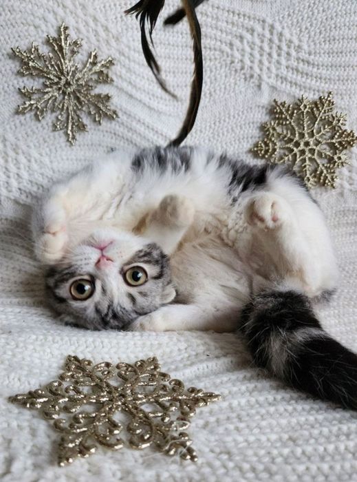Неймовірно привітний Скотіш фолд плюшик в святковому окрасі