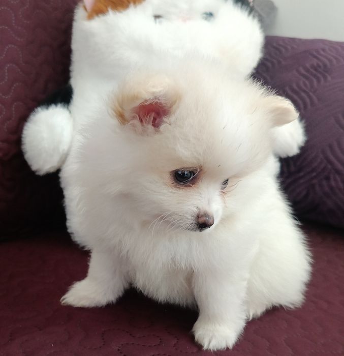Szpic miniaturowy Pomeranian z rodowodem chłopiec