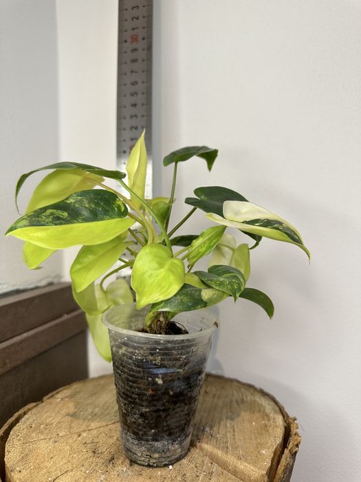 Філодендрон Philodendron Burle Marx var.