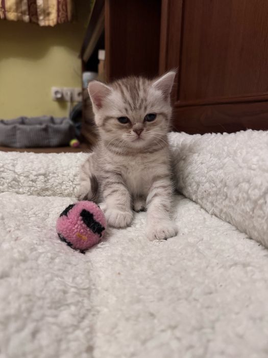 Шотландські кошенята хлопчики