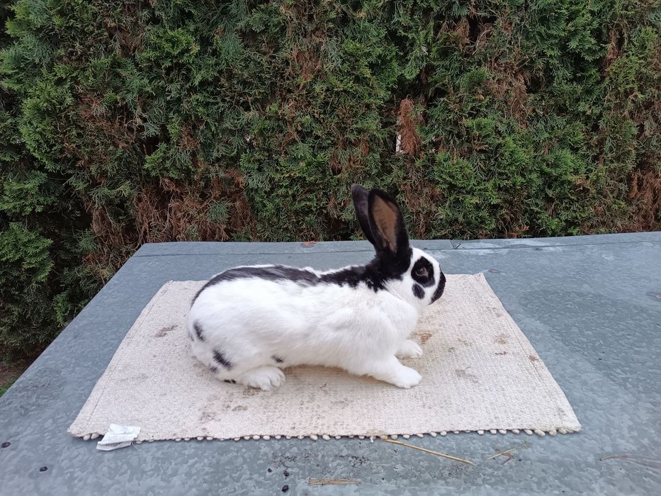 Samiec Olbrzym Srokacz Czarny z rodowodem po ocenie