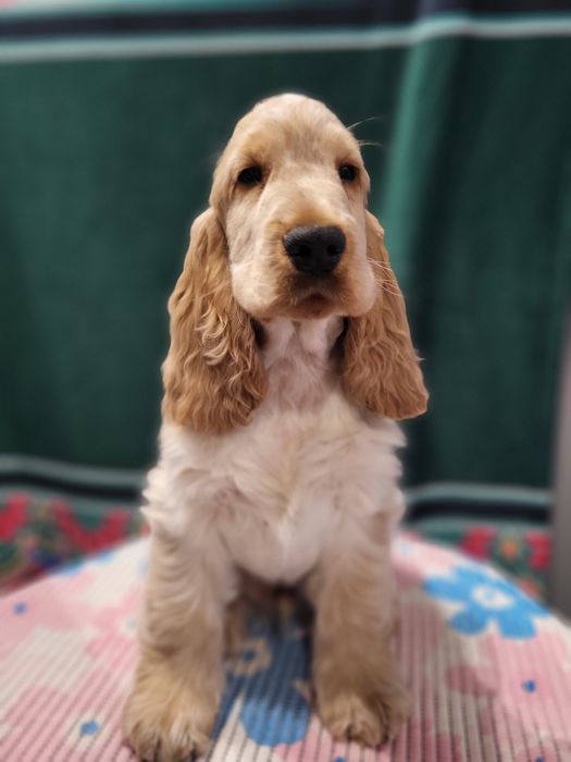 Cocker Spaniel Angielski FCI