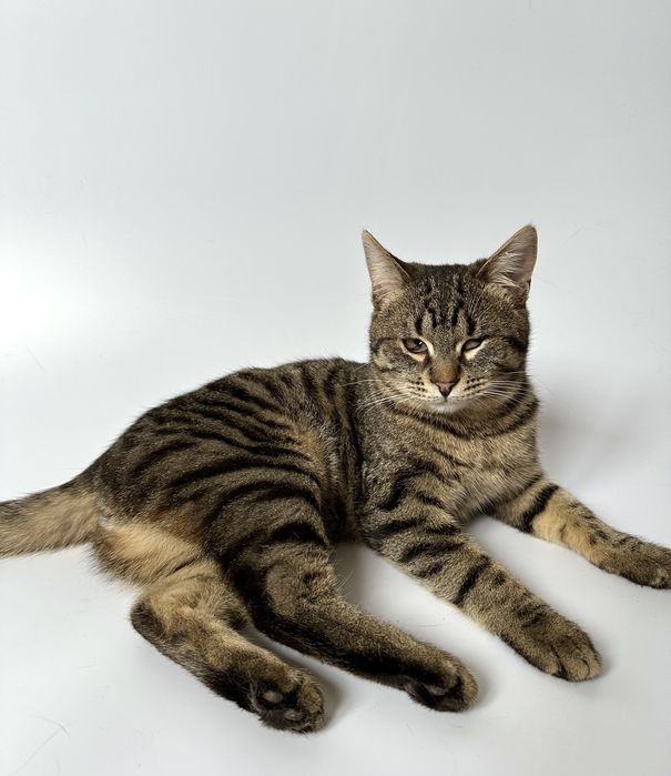 Кот котенок 5 месяцев без глаза