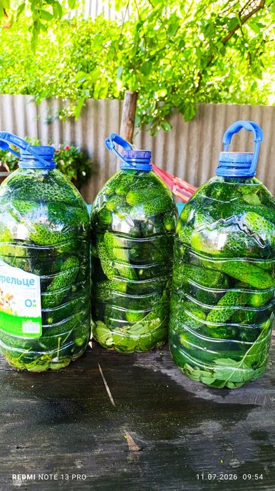 Огірки домашні квашені