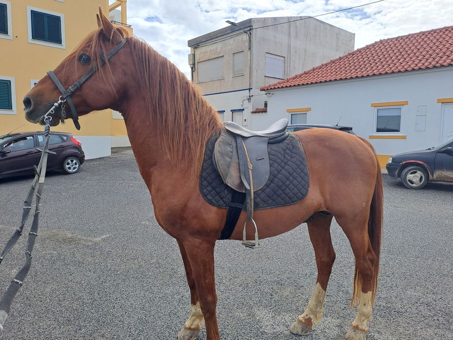 Vendo cavalo inteiro