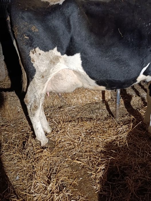 Sprzedam krowy mleczne