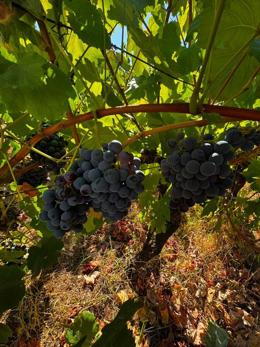 Vende-se uvas tintas para vinho
