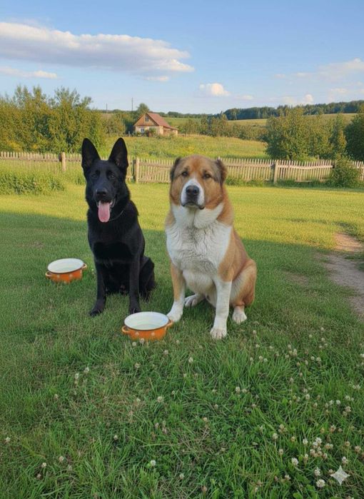 Цуценята від потужних виробників