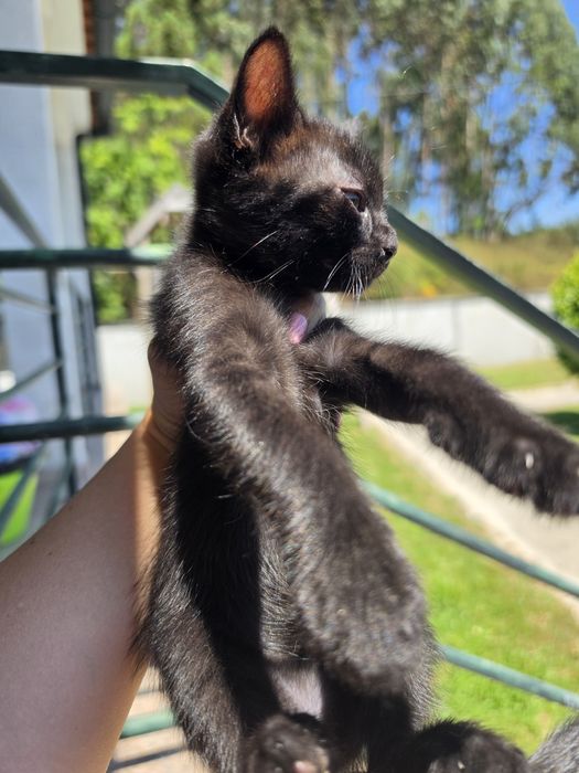Gatinhos para adoção
