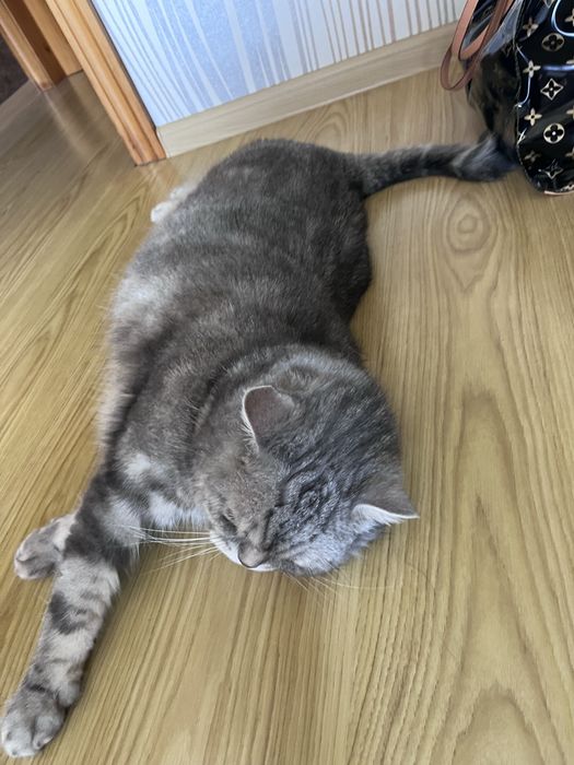 Віддам кота в добрі руки