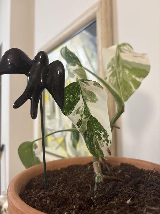 Monstera variegata