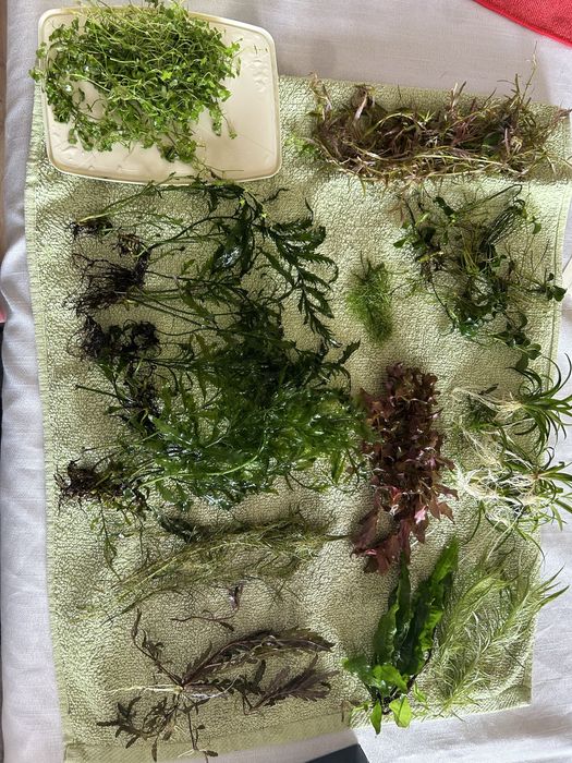 Sprzedam 12 gatunków roślin.