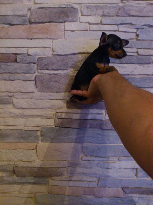 Pinscher miniatura macho
