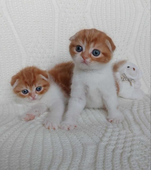 Наймиліші шотландські дівчата "ведмедики".Соковитий апельсин на білому