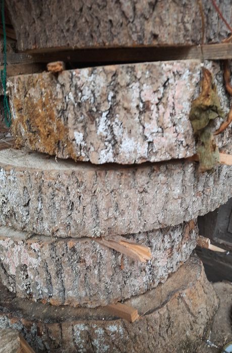 Dla kolekcjonera plaster drewna