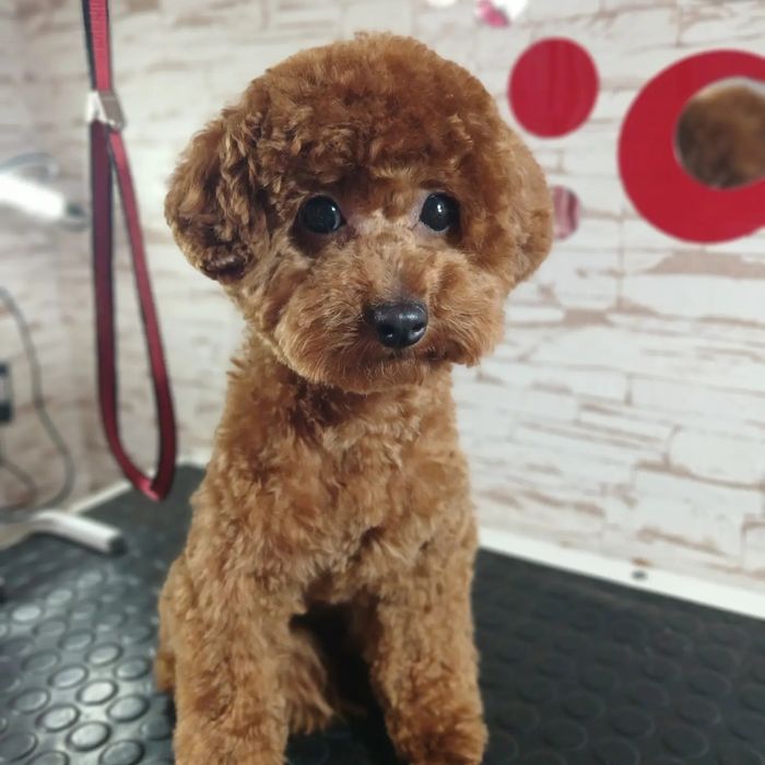 Грумінг домашніх тварин. Харків