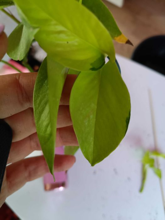 epipremnum neon-cięty szczyt