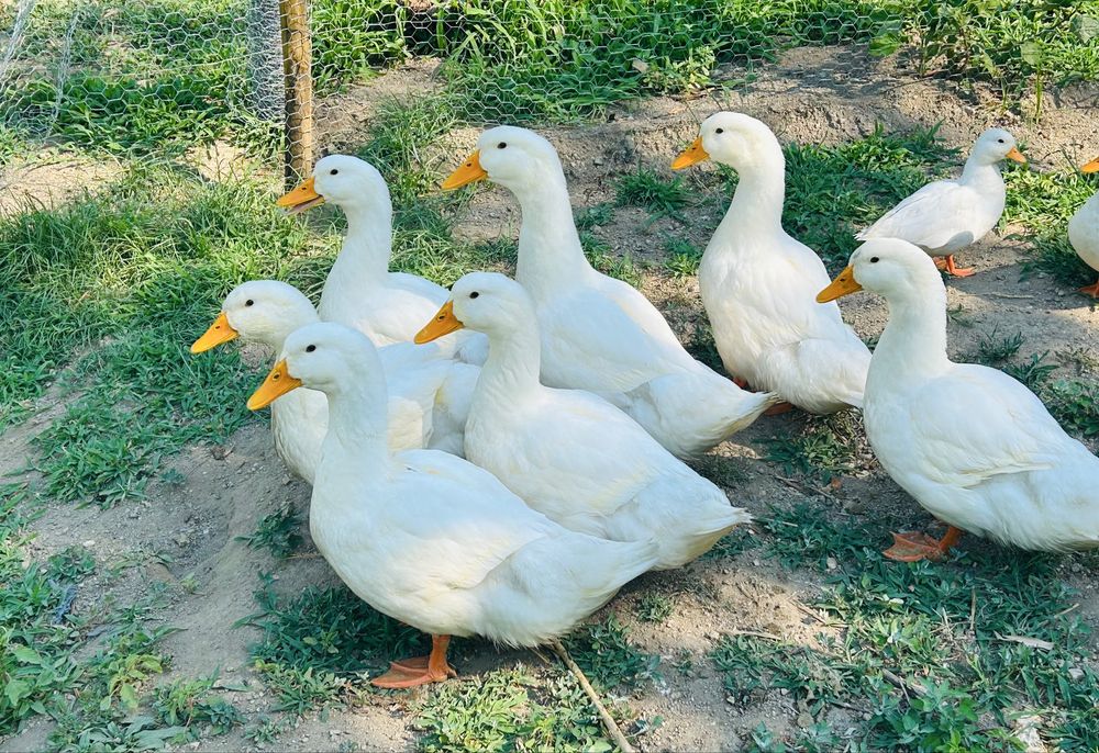 Patos de pequim macho