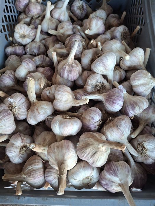 Czosnek lubasza duże główki