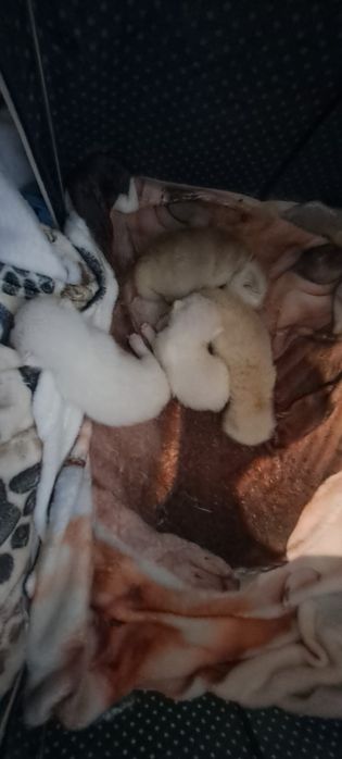 Кот Шотландский на вязку