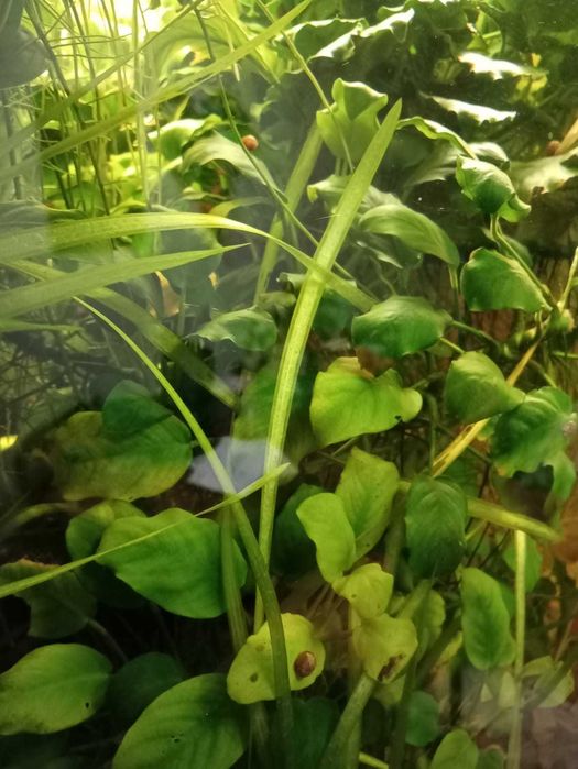 Anubias - roślinka akwariowa