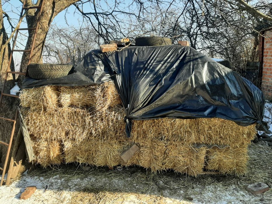 Солома пшенична 2025 р для годивли