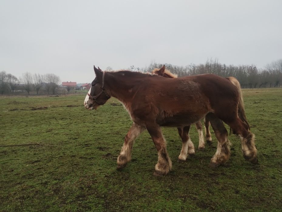 Klacz Arden Polski po Suliwan